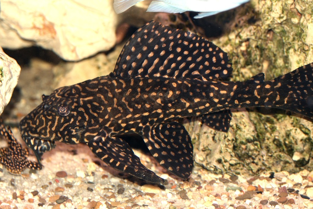 A black and brown fish in an aquarium. Glyptoperichthys joselimaianus l- catfish cichlid. - PICRYL - Public Domain Media Search Engine Public Domain  Search