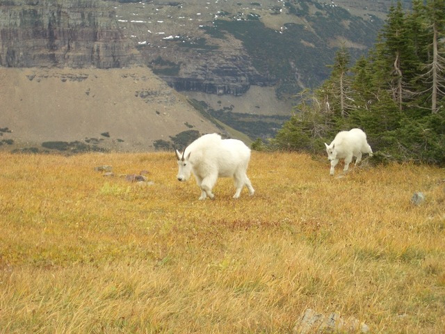 Stuffed animal mountain goat - North Cascades Institute