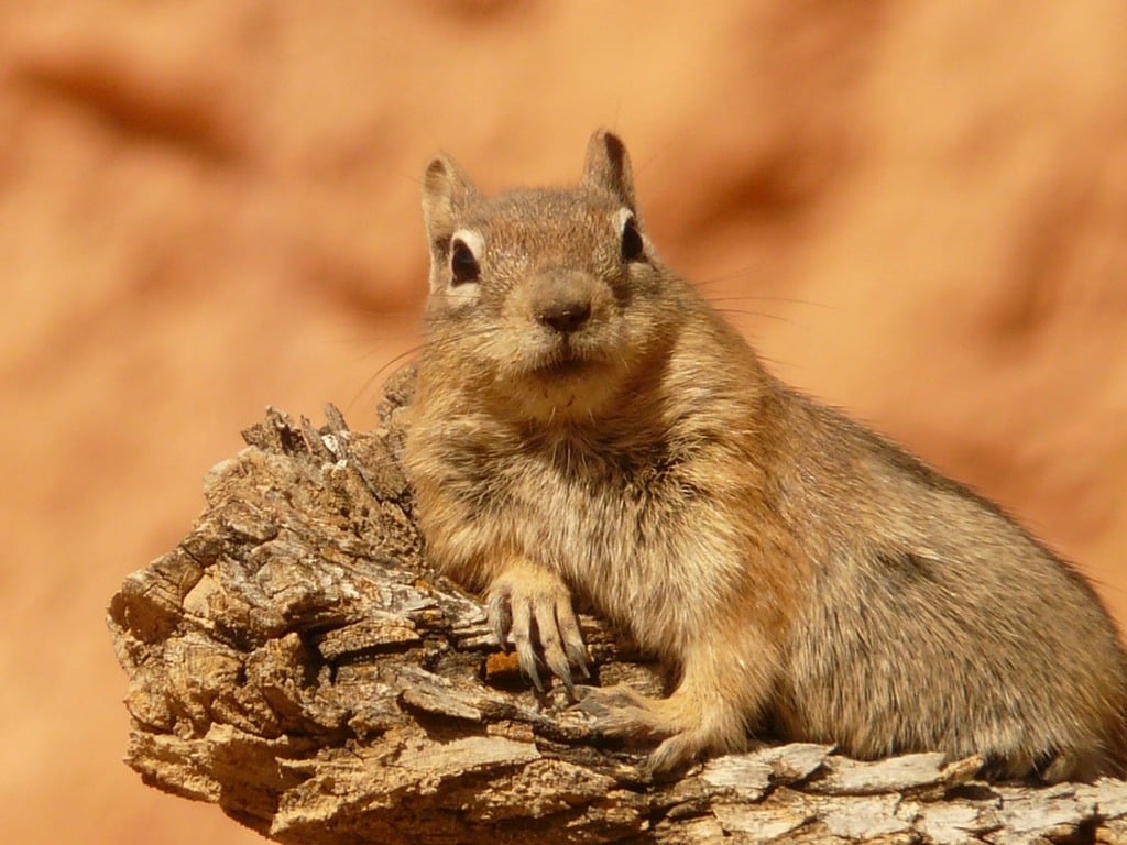 Resultado de imagen de sciuridae