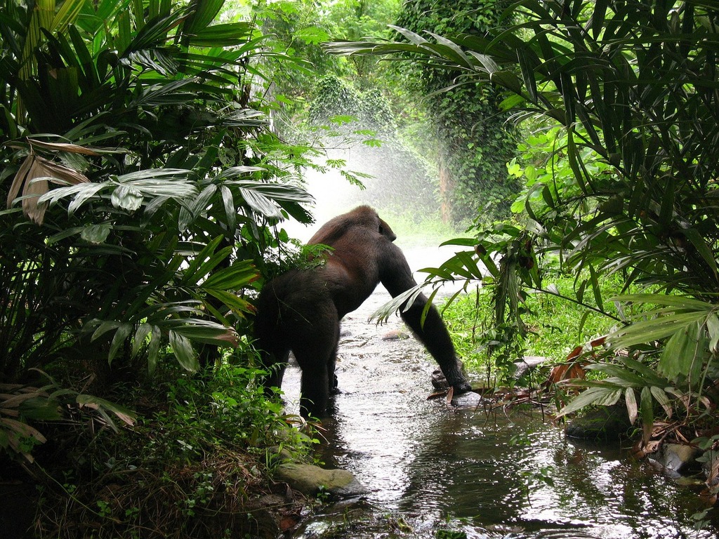 An elephant standing in the middle of a stream. Gorilla jungle