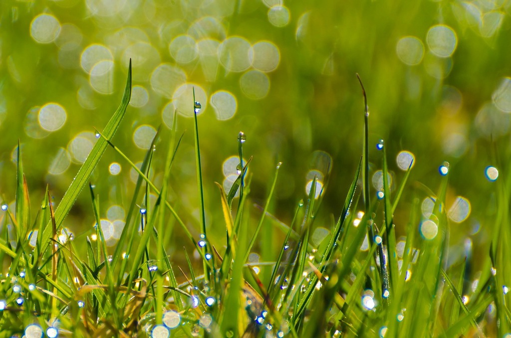 A close up of some grass with water droplets. Grass grassy stalks