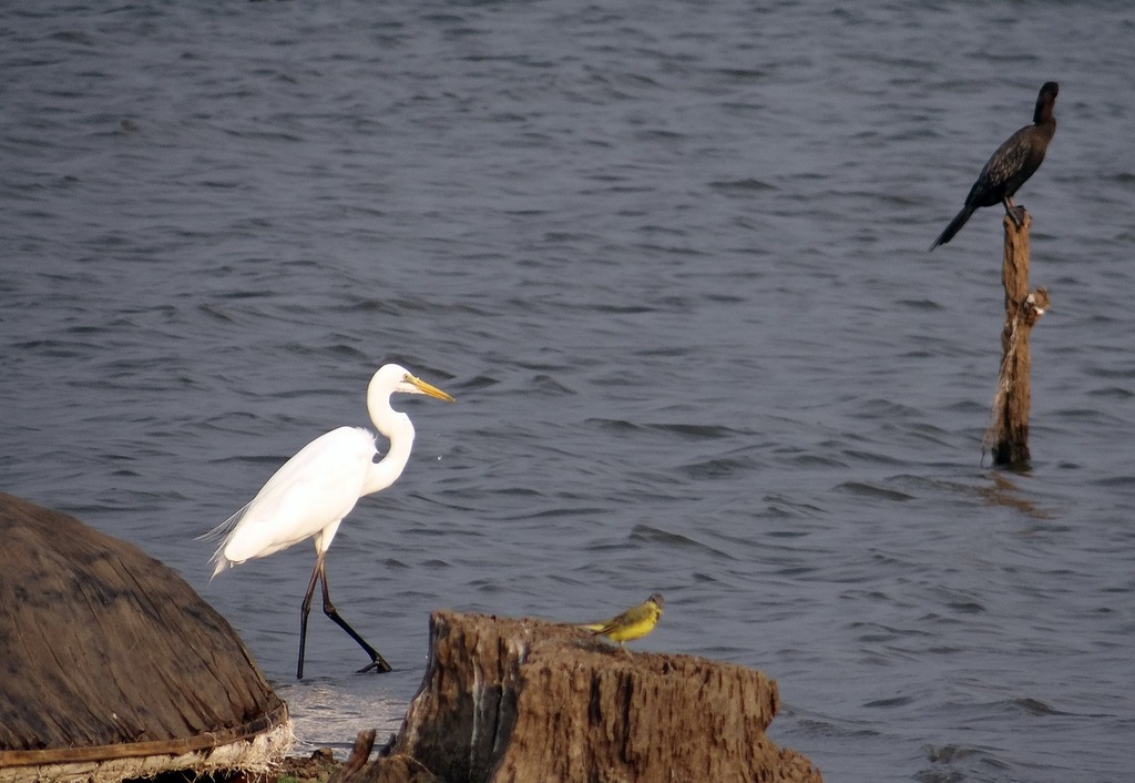 Great Egret (Casmerodius albus) - Mississippi National River