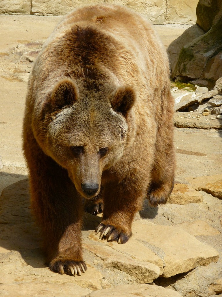 Big Standing Brown Bear On Mountain Top Animal / Wildlife / Nature