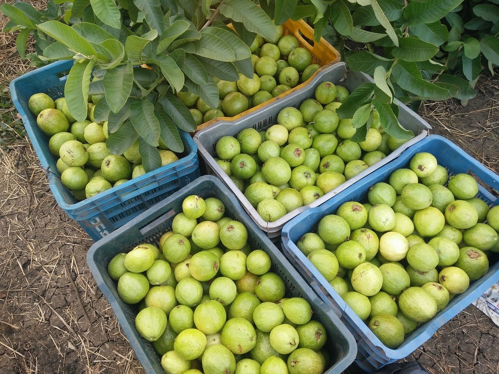 Small apples on branch - PICRYL - Public Domain Media Search Engine Public  Domain Search