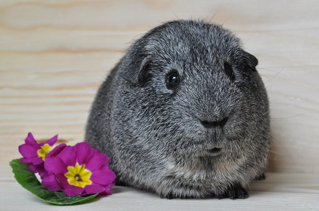 Silver store guinea pig