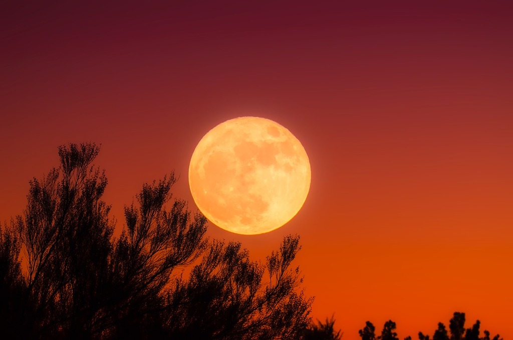 The full moon is setting behind the trees. Harvest moon full moon sky -  PICRYL - Public Domain Media Search Engine Public Domain Image