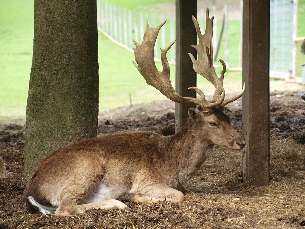 A deer laying in the dirt under a wooden structure. Hirsch antler wild. -  PICRYL - Public Domain Media Search Engine Public Domain Search