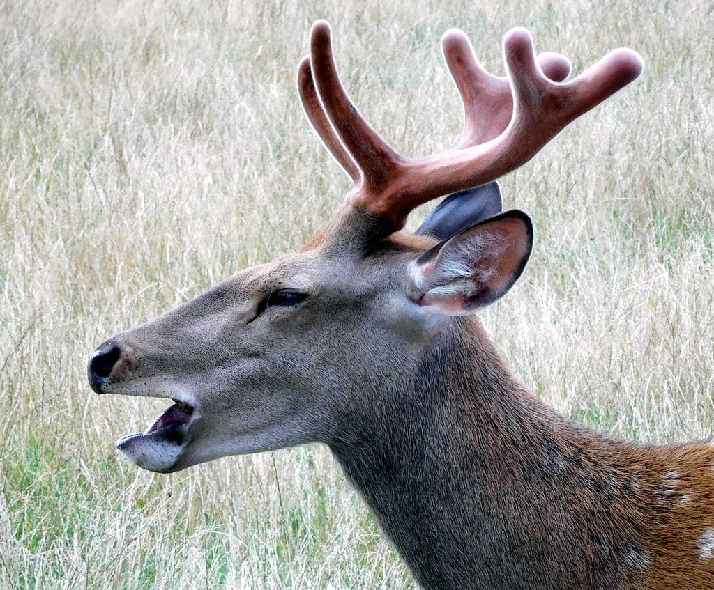Deer Antlers Hirsch - Free photo on Pixabay - Pixabay
