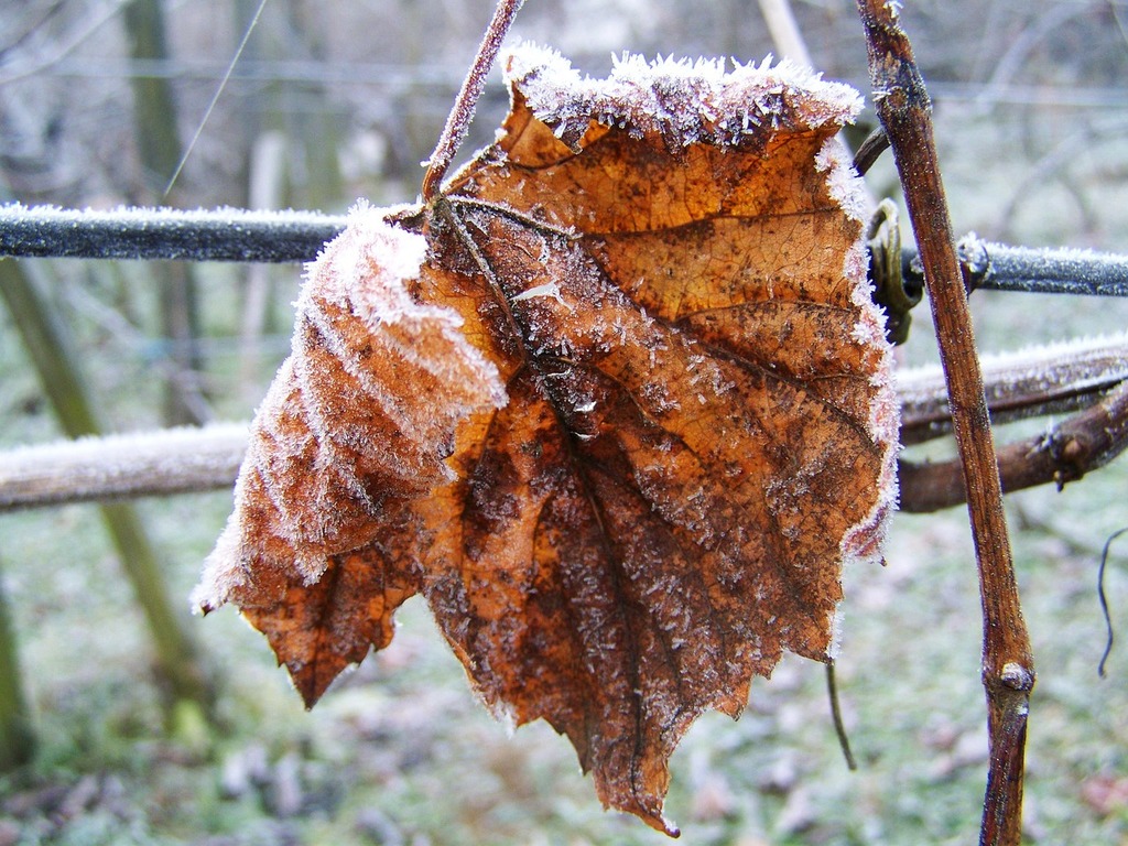 A brown leaf hanging from a tree branch. Beech leaf winter leaf