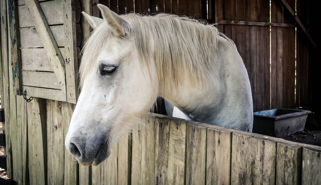 A white horse looking over a wooden fence. Horse barn animal