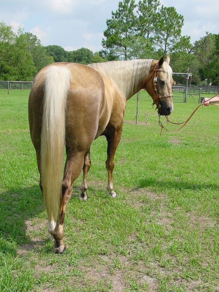 a-woman-is-leading-a-horse-in-a-field-horse-mare-stallion-animals