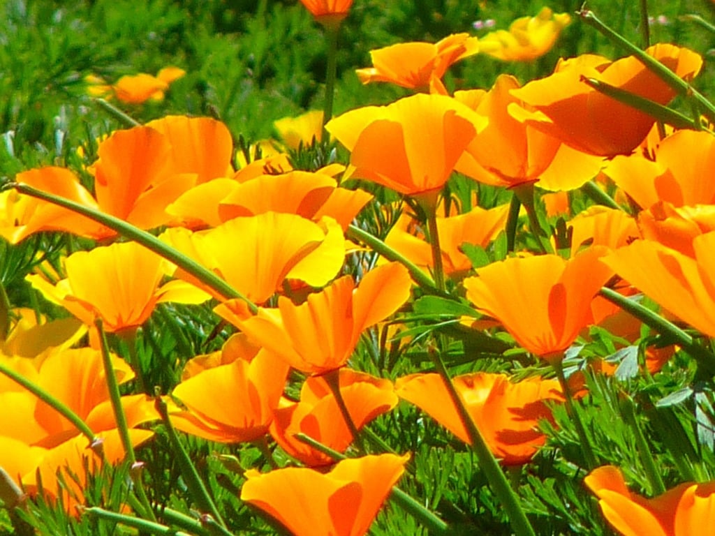 A field of orange flowers with green leaves. Iceland poppy papaver  nudicaule naked stalks poppy. - PICRYL - Public Domain Media Search Engine  Public Domain Search