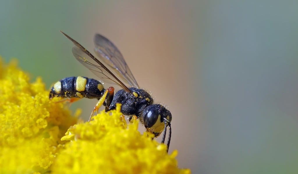 Bee pollination