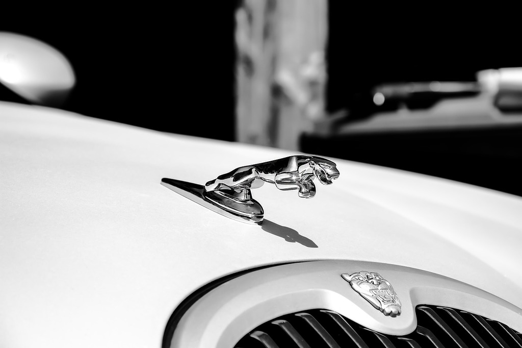 A close up of a car hood ornament. Jaguar white auto. - PICRYL - Public  Domain Media Search Engine Public Domain Search