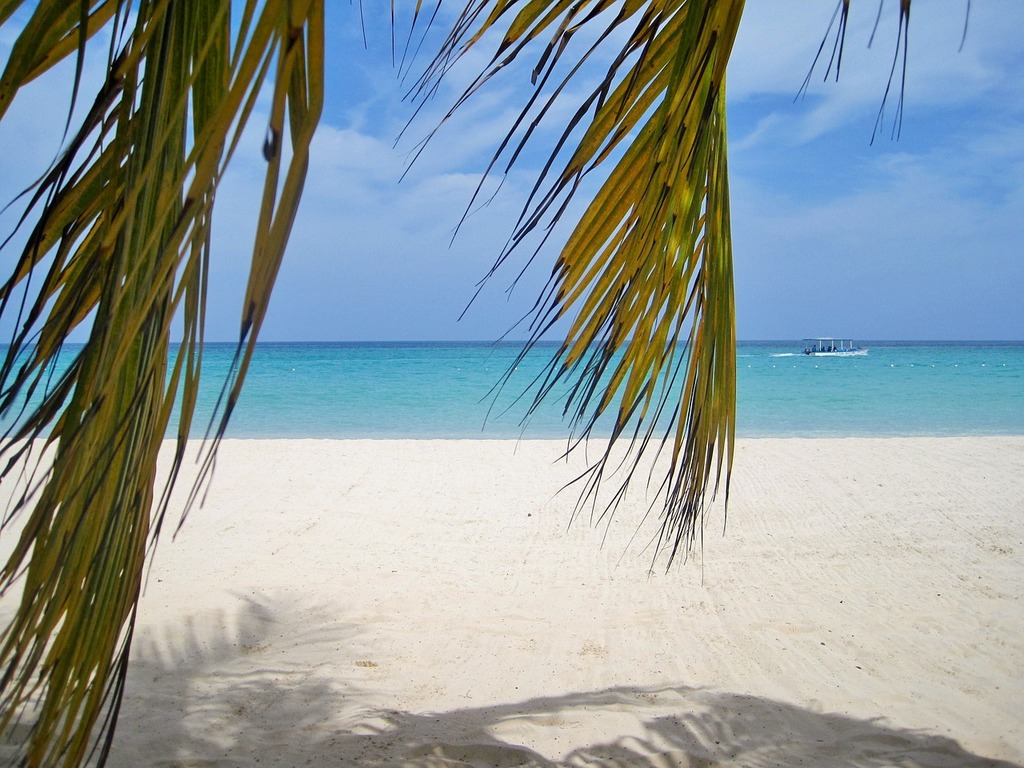 Summer Blue Sky Ocean Hawaiian Beach Palm Tree Backdrop Tropical