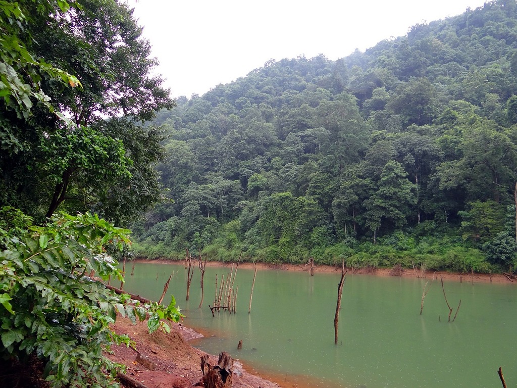 A stream running through a lush green forest. Forest river flowing