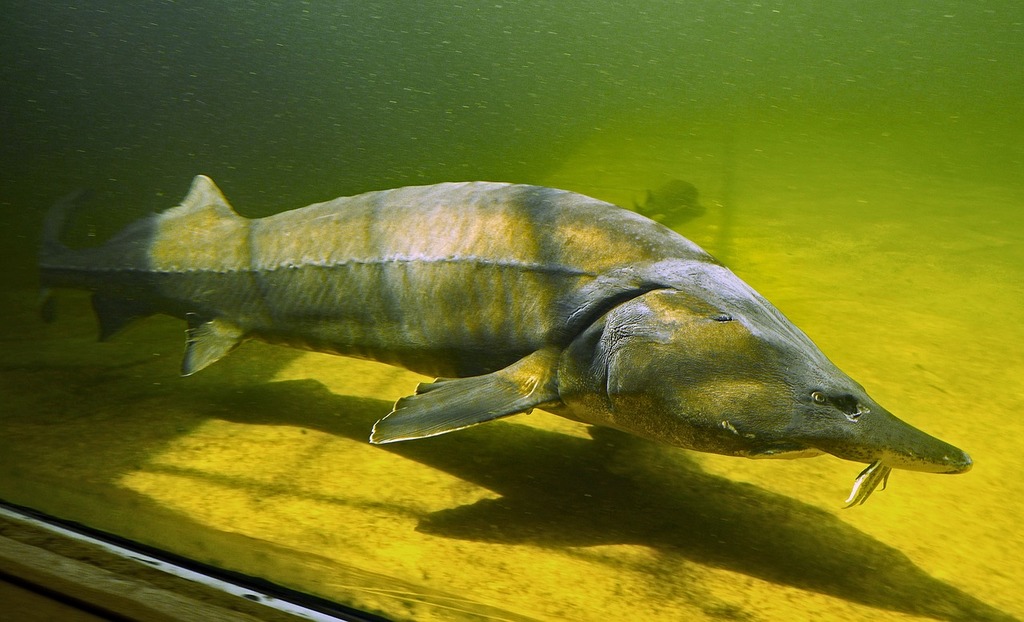 A large fish in a body of water. Kapitaler sturgeon large aquarium fish. -  PICRYL - Public Domain Media Search Engine Public Domain Search