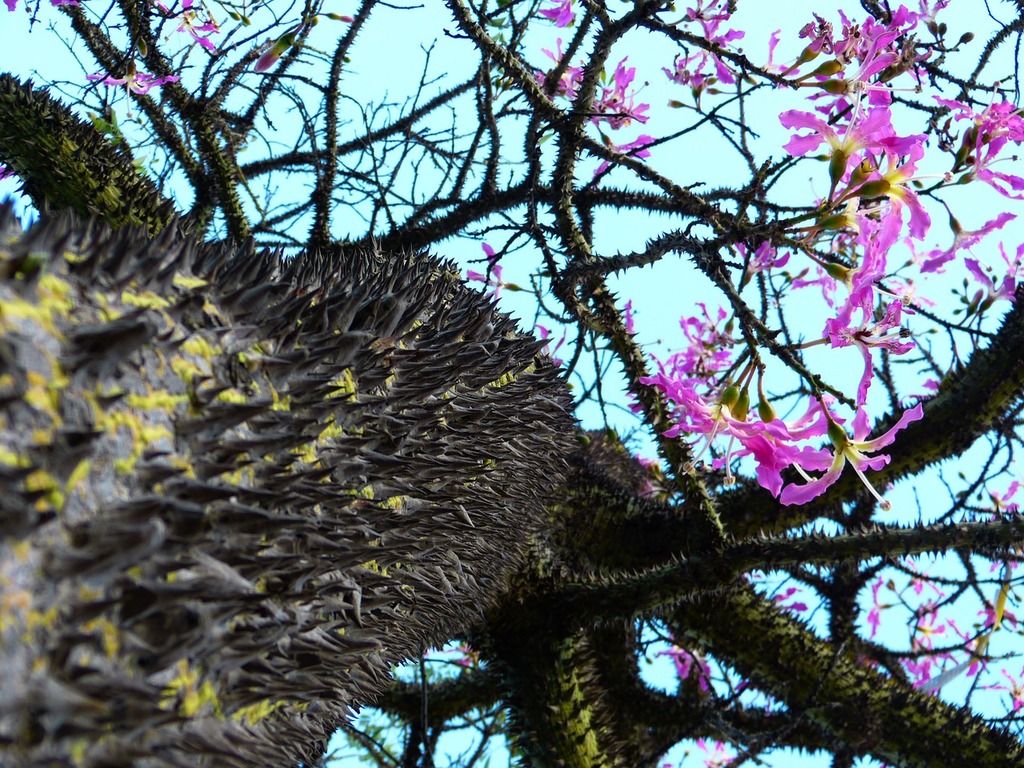 Kapok Tree Ceiba Pentandra