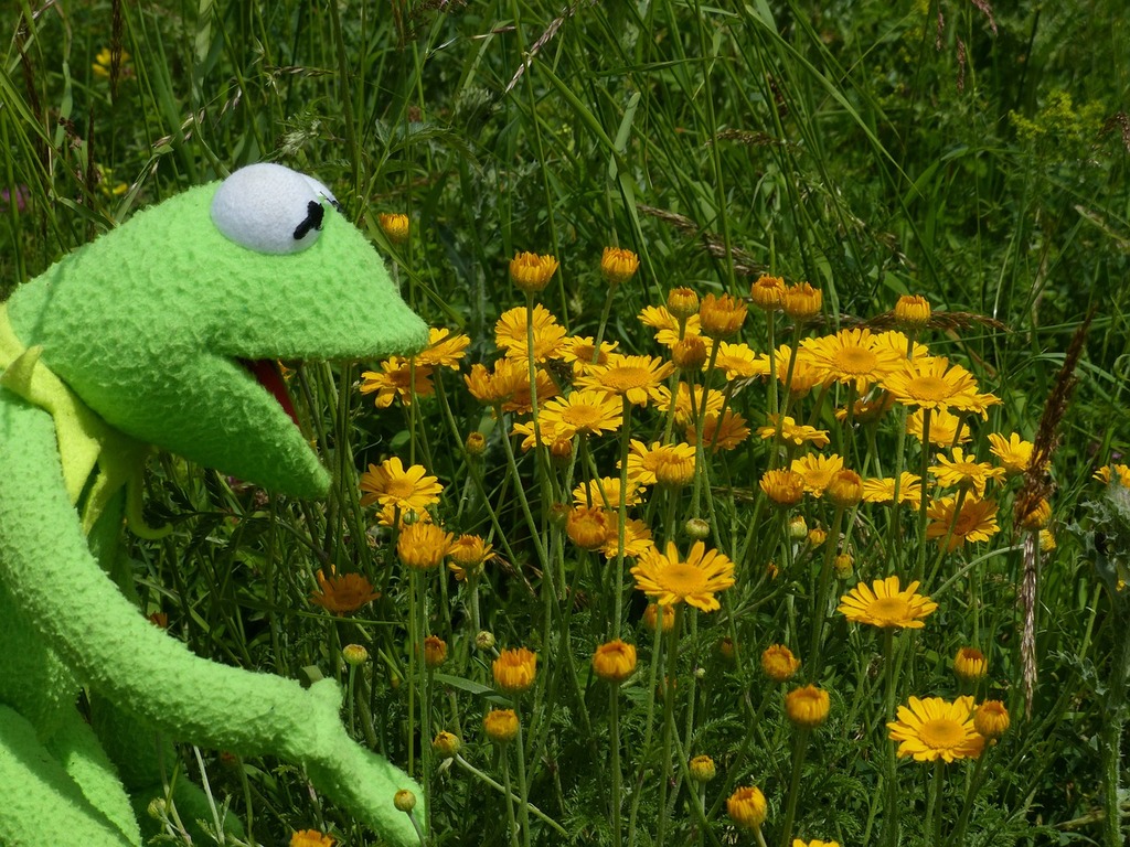 A green stuffed animal sitting in a field of yellow flowers. Kermit frog to  watch. - PICRYL - Public Domain Media Search Engine Public Domain Search