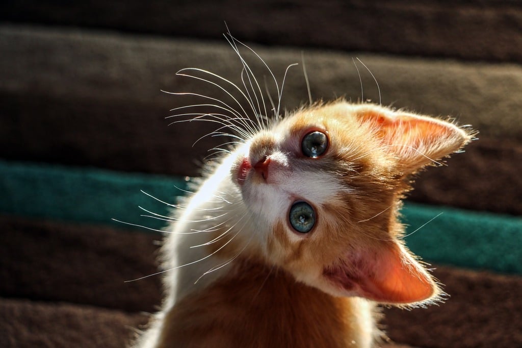 cutest orange kitten ever
