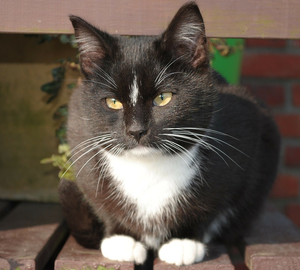 A black and white cat sitting on a wooden bench. Kitten small cat