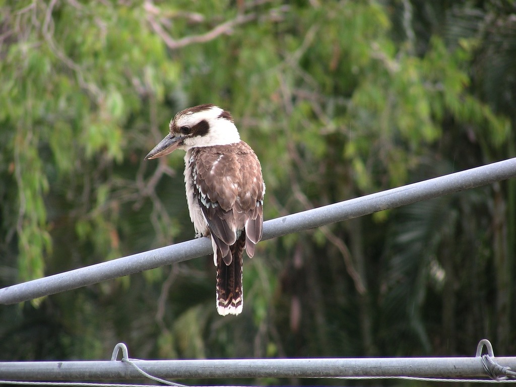 File:Wet kookaburra 6674 Crop Edit.jpg - Wikimedia Commons