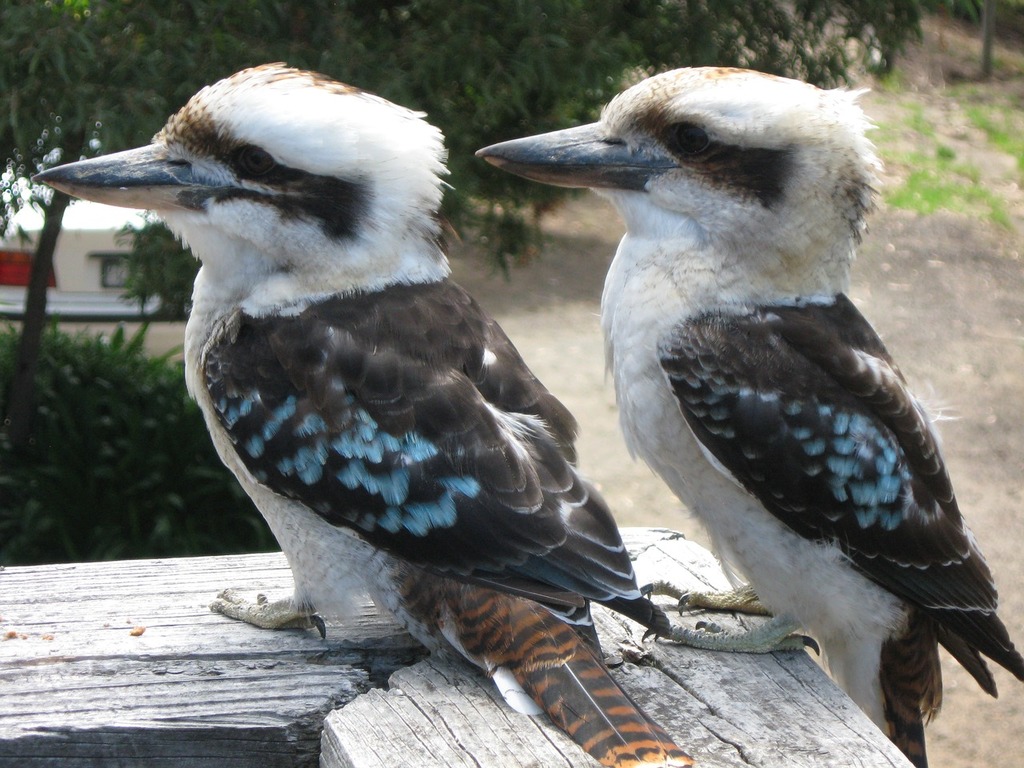 Kookaburra Pictures | Download Free Images on Unsplash