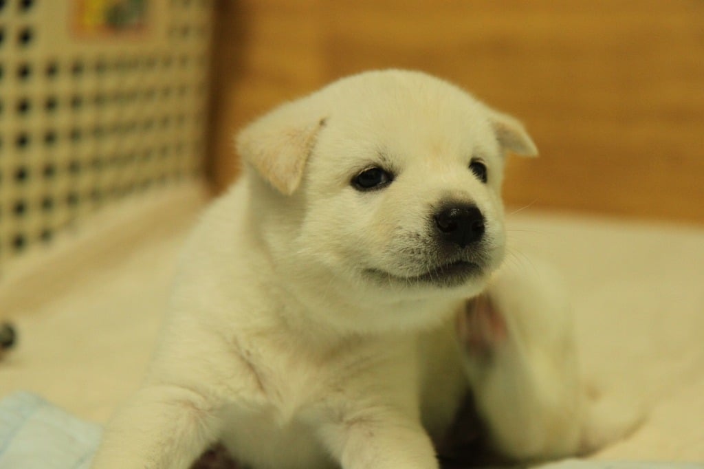 Purebred jindo best sale