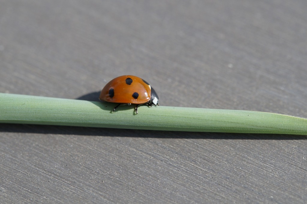 Ladybug Wallpaper Free Stock Photo - Public Domain Pictures