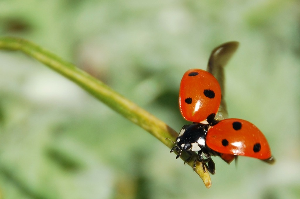 Ladybug Wallpaper Free Stock Photo - Public Domain Pictures