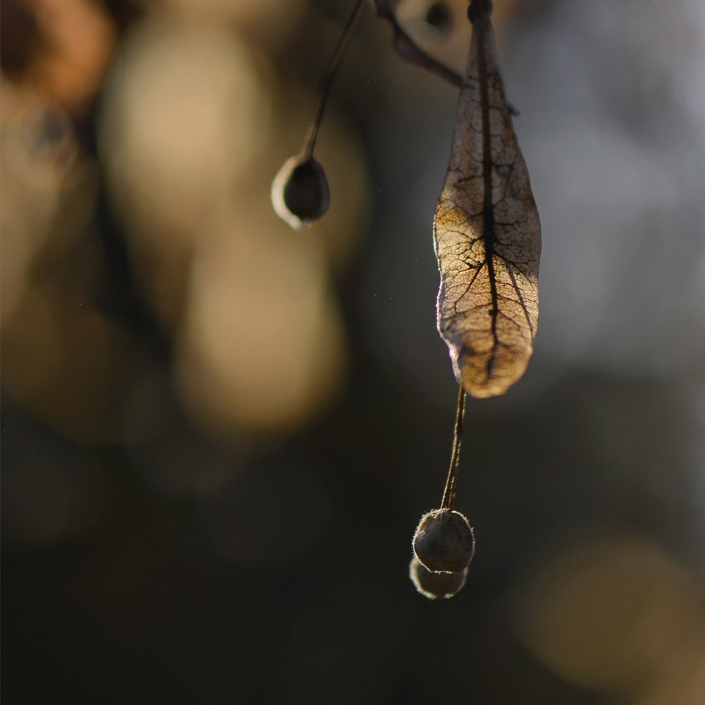 A brown leaf hanging from a tree branch. Beech leaf winter leaf dried leaves.  - PICRYL - Public Domain Media Search Engine Public Domain Search