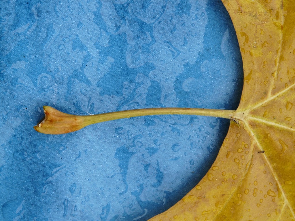 A brown leaf hanging from a tree branch. Beech leaf winter leaf