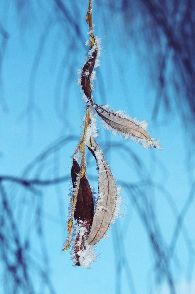 A brown leaf hanging from a tree branch. Beech leaf winter leaf