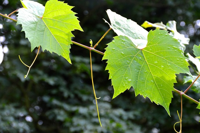 A close up of a leaf on a branch. Rosenblatt rose leaf. - PICRYL - Public  Domain Media Search Engine Public Domain Search