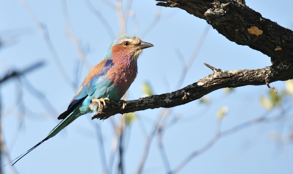  South Africa Lilac-breasted roller bird on stump by