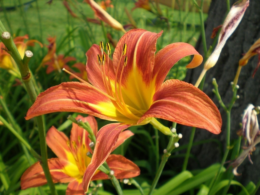 A close up of a bunch of flowers near a tree. Lily bloom blossom. - PICRYL  - Public Domain Media Search Engine Public Domain Search