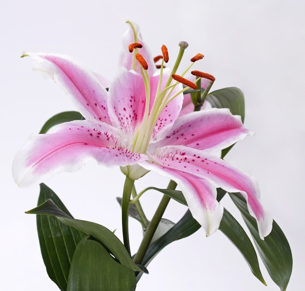 A close up of a flower in a vase. Lily blossom bloom. - PICRYL - Public  Domain Media Search Engine Public Domain Search