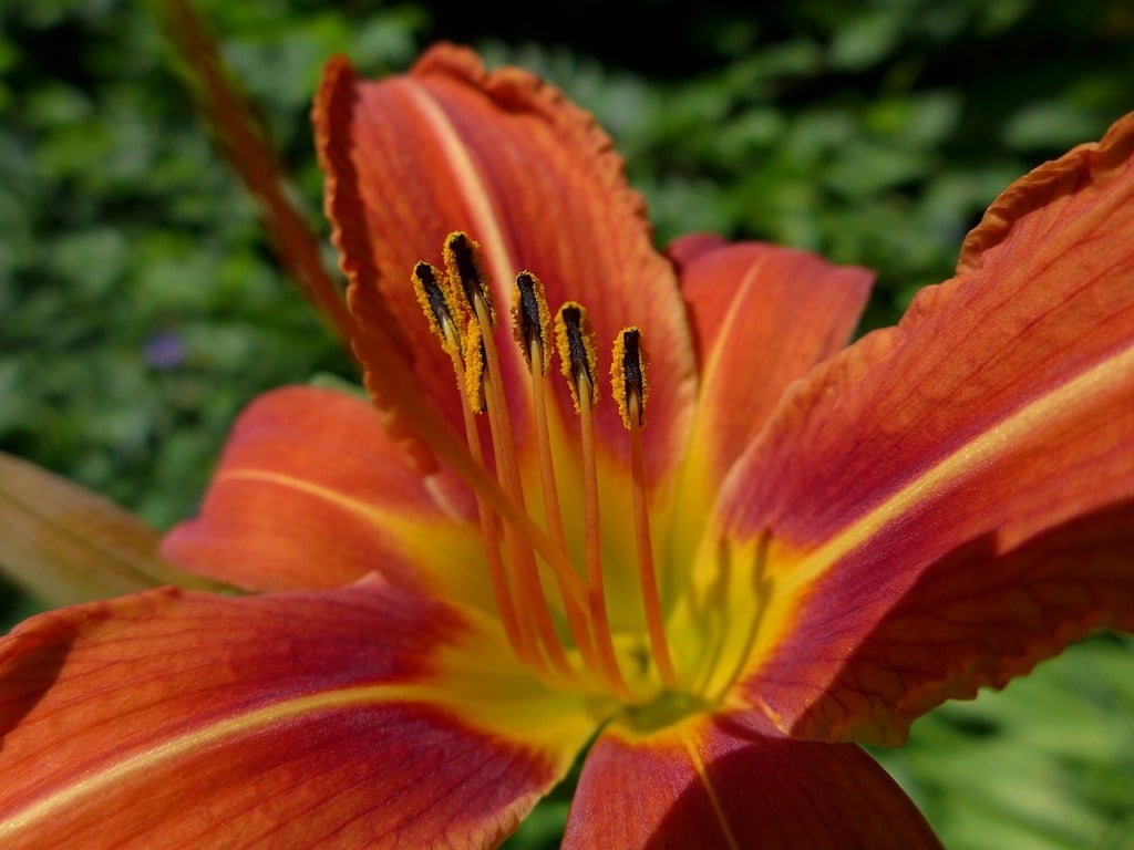 A close up of a flower in a field. Lily blossom bloom. - PICRYL - Public  Domain Media Search Engine Public Domain Search