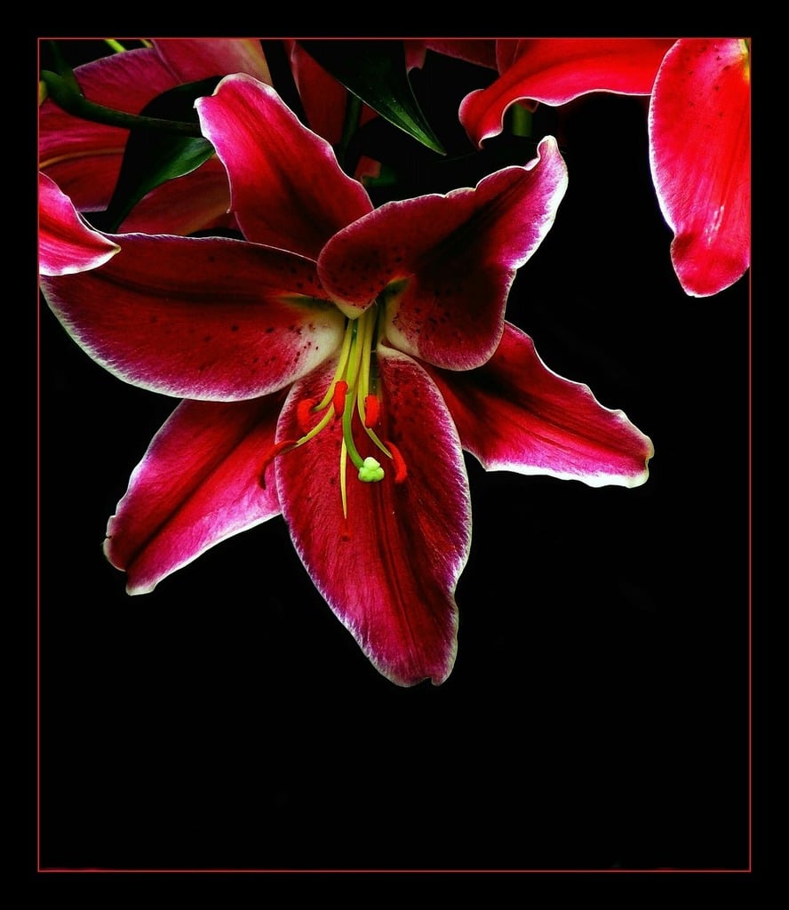 A close up of a flower on a black background. Lily blossom bloom. - PICRYL  - Public Domain Media Search Engine Public Domain Search