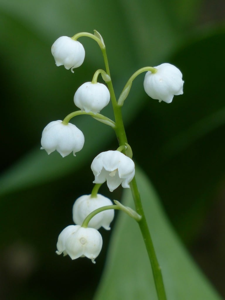 A close up of a white flower on a stem. Lily of the valley blossom bloom. -  PICRYL - Public Domain Media Search Engine Public Domain Search