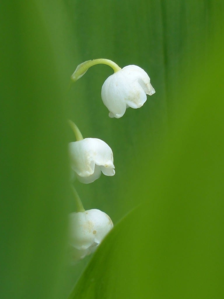 A close up of a bunch of white flowers. Lily of the valley blossom bloom. -  PICRYL - Public Domain Media Search Engine Public Domain Search