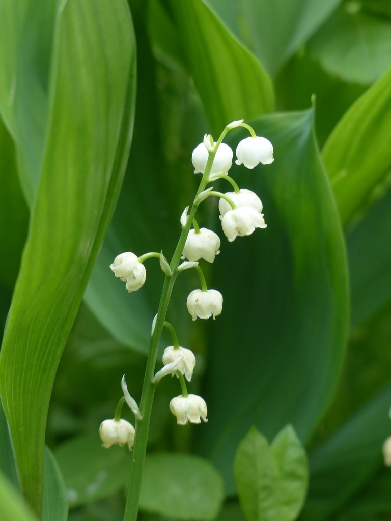 A close up of a plant with white flowers. Lily of the valley blossom bloom.  - PICRYL - Public Domain Media Search Engine Public Domain Search