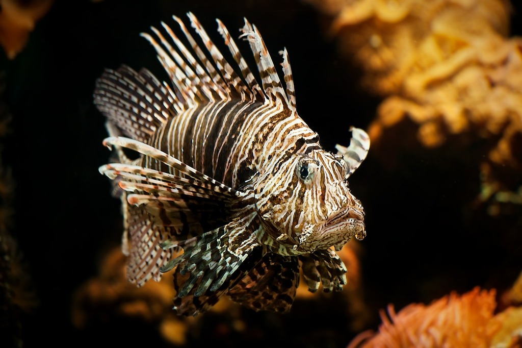 Close-up shot of a lionfish swimming a clear crystal water of a saltwater  aquarium Stock Photo by wirestock