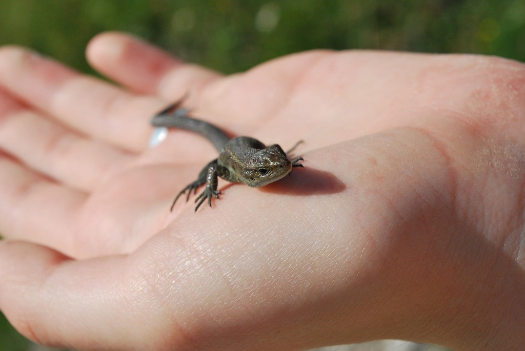 Lizard hand animal. A person holding a small lizard in their hand