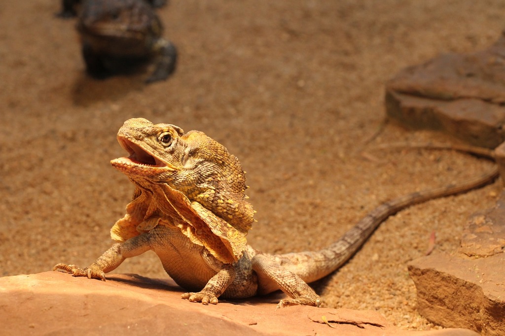 Lizard Reptile Scales - Free photo on Pixabay - Pixabay