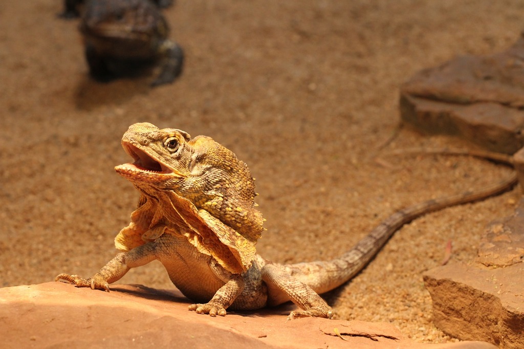 https://cdn12.picryl.com/photo/2016/12/31/lizard-zoo-reptile-e59641-1024.jpg