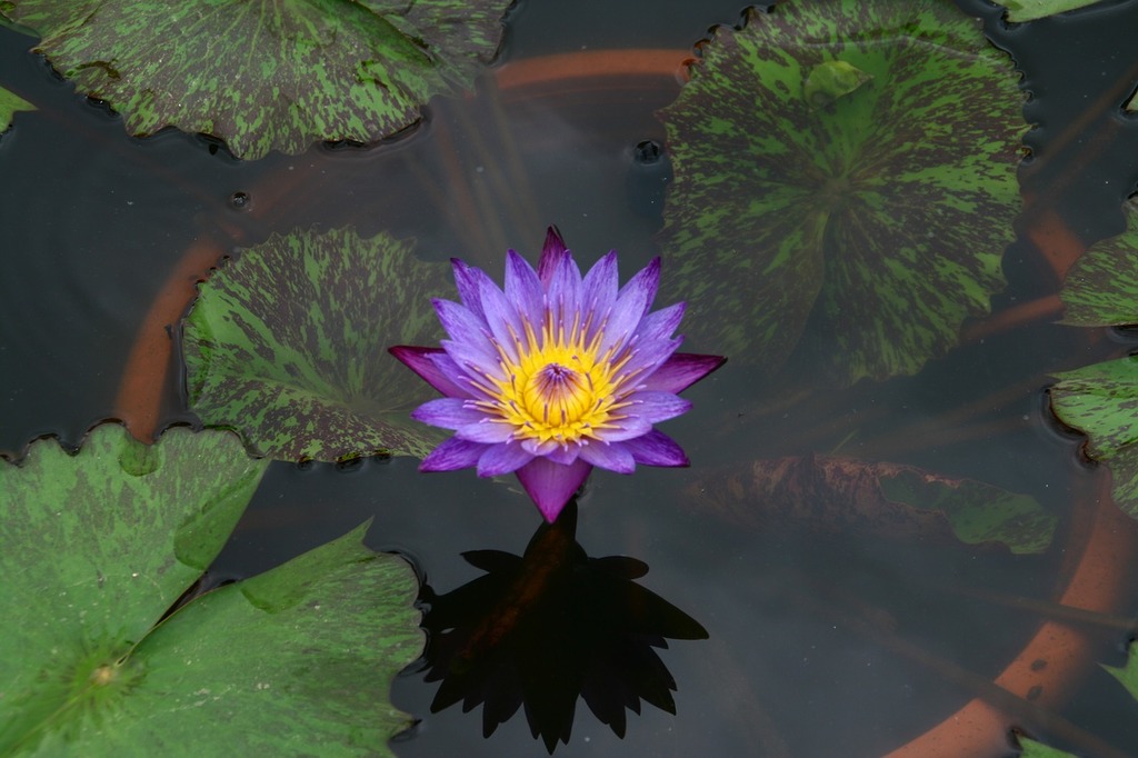 A Purple Flower Floating On Top Of
