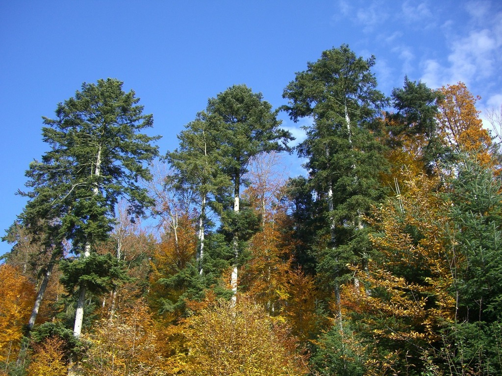 A group of trees that are standing in the grass. Mixed forest autumn fall  color. - PICRYL - Public Domain Media Search Engine Public Domain Image