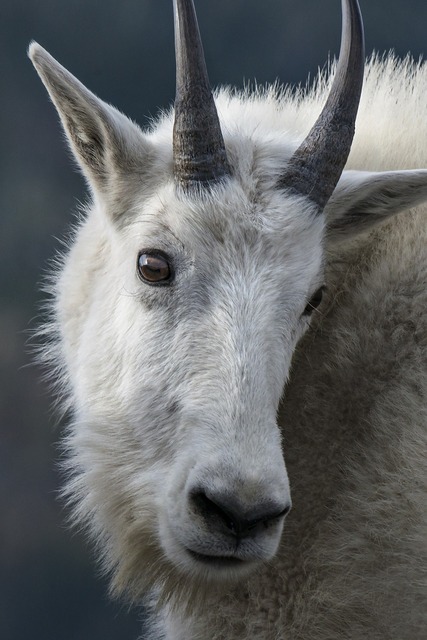 Stuffed animal mountain goat - North Cascades Institute