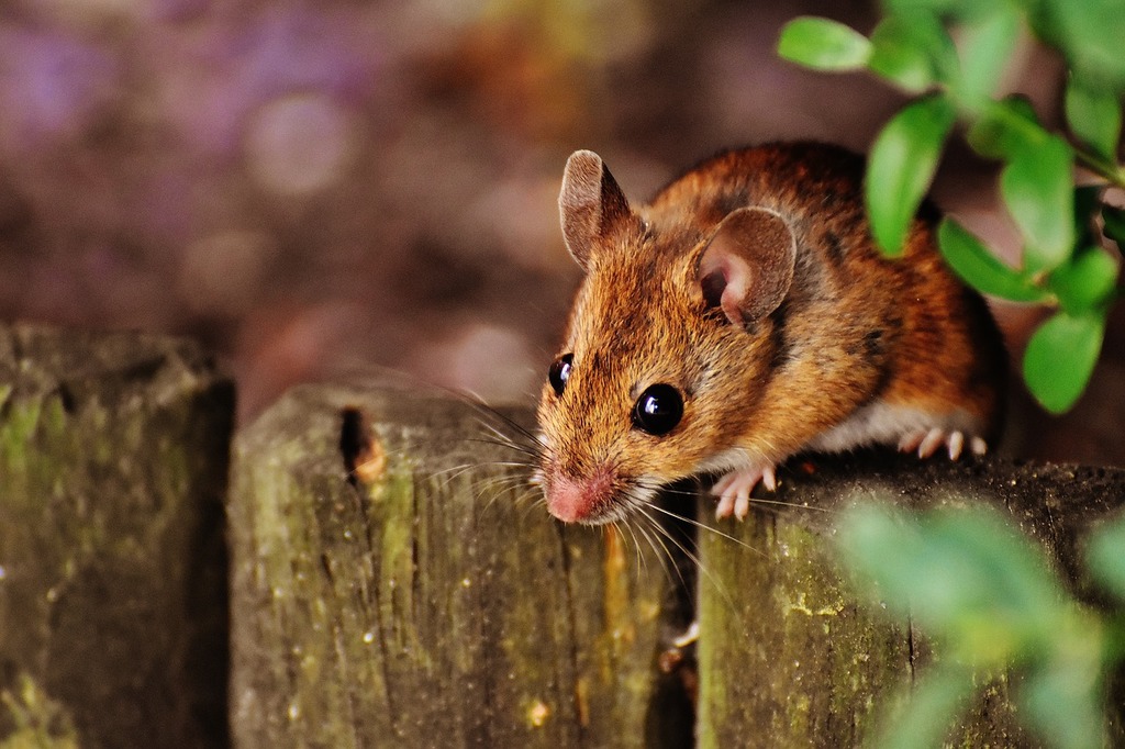 Mouse rodent cute, animals.